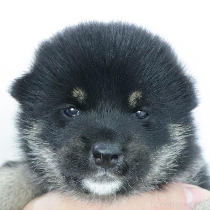 販売中の愛知県の柴犬-402734の10枚目